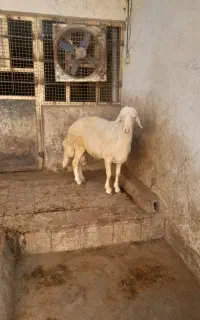 قوچ سفیدپست گاوی