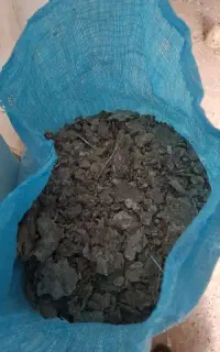 دوگونی زیل کبوتر
