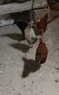 نیمچه محلی گلپایگان خروس ومرغ