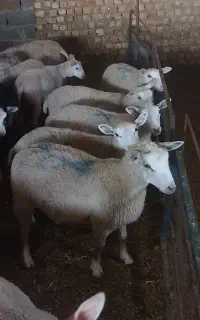 بره ماده رومن ۴ ماهه