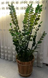 فروش انواع گل و گیاه