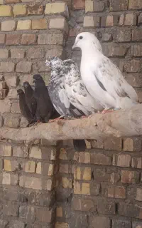 کفتر کبوتر پرشی