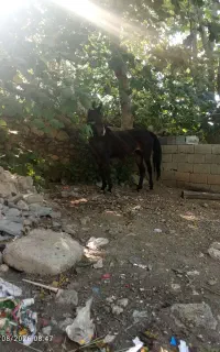 مادیون ترکی