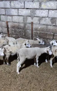 بره نر ۲ ماهه نژاد چندقلوزا