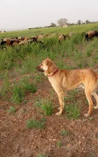 سگ آروم با گله می‌چرخد