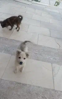 سگ پامر