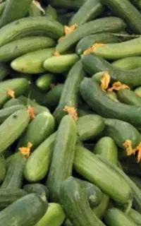 خیار محلی