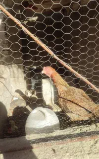 مرغ لاری نوک طوطی