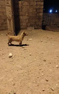 سگ پامر