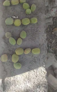 بادام با پوست سبز