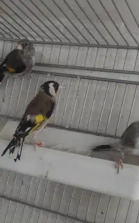 سهره نر و ماده