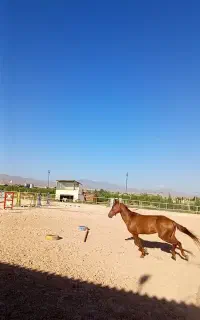 اسب ترکمن