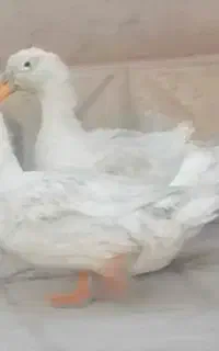 دو عدد اردک