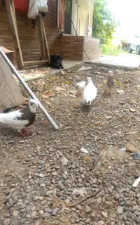 ۴تاکبوترناب