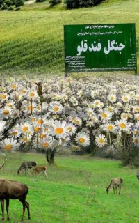 تور یکروزه دشت بابونه وجنگل فندقلو ویزه 8 خرداد