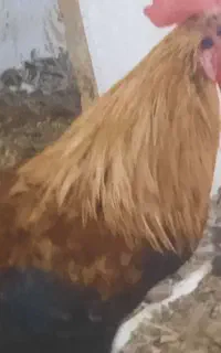 خروس بالغ