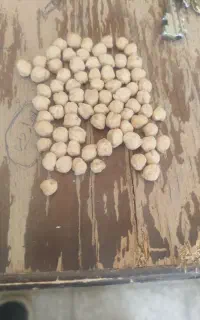 نخود
