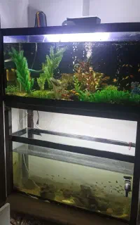 اکواریوم
