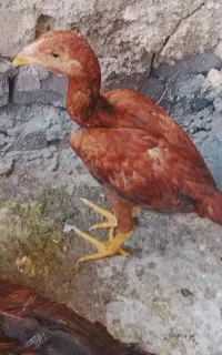 مرغ خروس