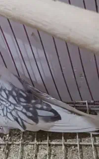 عروس