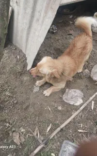 سگ ..