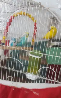 جفت فروشی به جز زرده