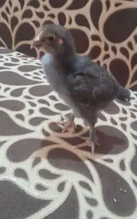 جوجه پاپر و محلی و دورگ لاری