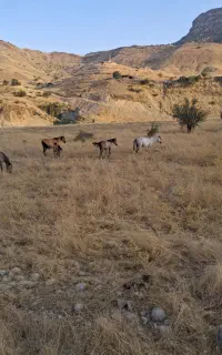 یک کره نوزین و یه مادیون