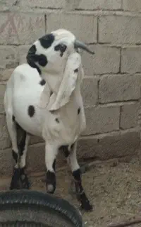 پاچن دو رگ پنجاپ دو دندان