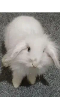 خرگوش لوپ ماده خالص