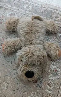 سگ پشمی