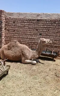 شتر فروشی