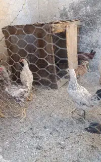 خروس