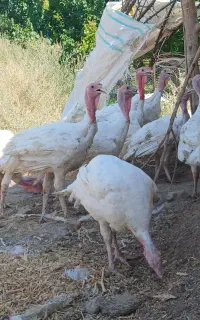 بوقلمون گوشتی
