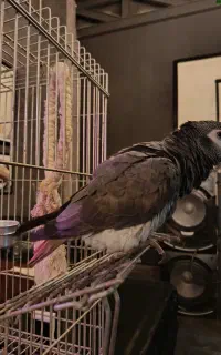 کاسکو