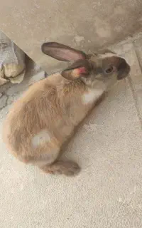 یک جفت خرگوش نر و ماده سالم زبر و زرنگ