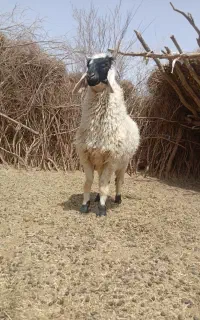 یک بره نر مری اصل لنگه سه تایی 8 ماه به فروش میرسد
