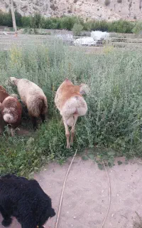 فروش قوچ چینی