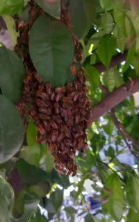 روغن زیتون درجه یک. و زیتون ارگانیک