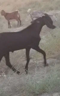 کهره نر
