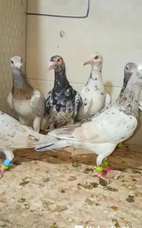 کبوتر هفت‌رنگ