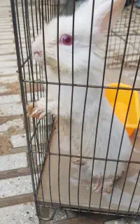 خرگوش خونگی مودب و بازیگوش