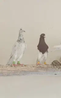 تعدادی کبوتر هفترنگ و کله ای