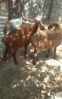بره نر وماده