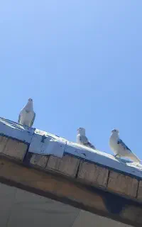 کفتر