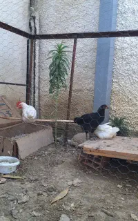 قفس حصار مرغ و خروس