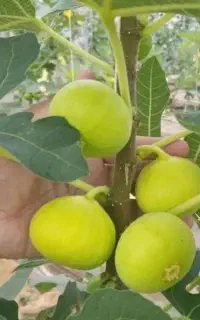 فروش نهال های پر ثمر