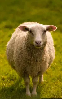 گوسفند زنده به نرخ کشتارگاه