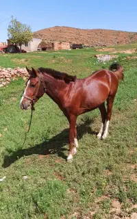 اسب نریان با اصالت