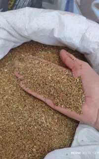 بذر محلی یونجه (علف)
